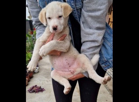labrador 01.jpg